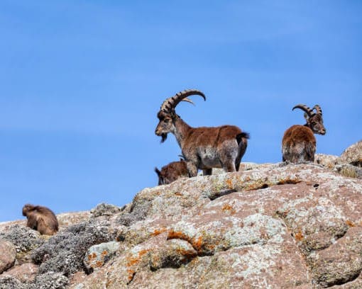 Walia Ibex in Bale Mountains